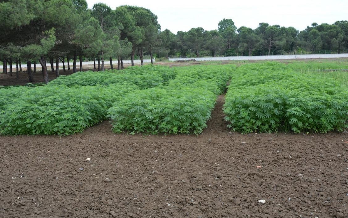 Hedef kenevirde Türkiye markası